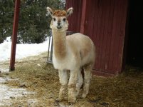 alpaca.JPG