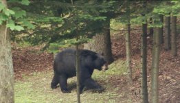 Bear6.jpg