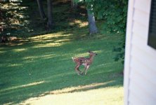 Fawn3.jpg