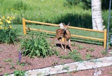 Fawn2.jpg