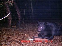 bearlooking1.JPG