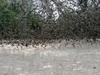 birds.jpg