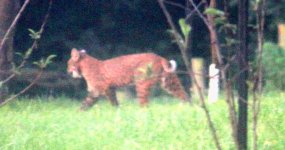 bobcat.jpg