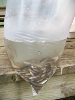10-7-09 250 Fathead Minnows.jpg