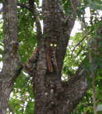 Bobcat -c3.gif