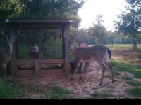 Trail cam.jpg