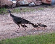 TurkeyChicks.jpg