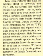 cold weather pumpkins.jpg