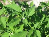 Mys-Plant-2.jpg
