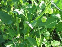 Mys-Plant-3.jpg