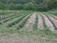 mum field.jpg