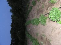mum field 2.jpg