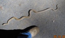 gopher_snake.jpg