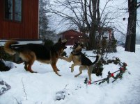 unleashhounds.jpg