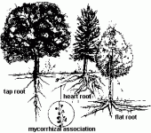 root-typ.gif