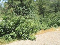 poison_oak1.jpg
