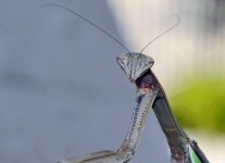 buggy-2.jpg