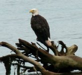 Eagle 2 July 2-09.jpg