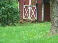 FOX PUPS.JPG