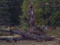Tree Ready.jpg