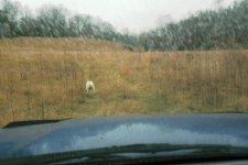 Copy of jackrunninginfrontoftruck.JPG