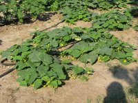 Cucumbers.jpg