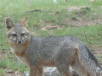 gray fox 09 002.jpg