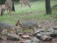 gray fox 09 009.jpg