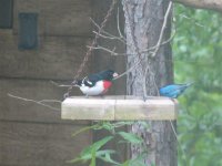 Red-breasted Grosbeak 010 (Small).jpg