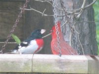 Red-breasted Grosbeak 012 (Small).jpg