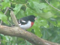 Red-breasted Grosbeak 017 (Small).jpg