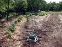 WholeGarden-2.jpg