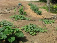 cantaloupes.jpg