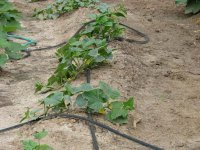 cucumbers.jpg
