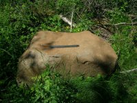 Biggest rock in first sessions.JPG