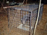 Hogs 9-25-2008 005.jpg