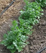 Cilantro-1.jpg