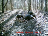 turkeys.jpg