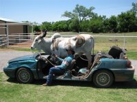 bull-1.jpg