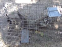 CoonRelaxed.jpg