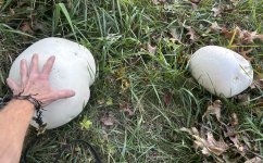 IMG_7945.jpeg