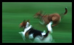 dogs-run.jpg