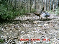 turkeywing.JPG