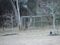 6-05-09 Visitor.jpg