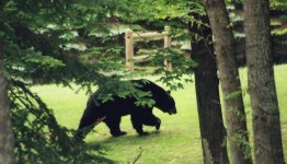 Bear5.jpg