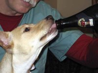 TippyBeer.jpg