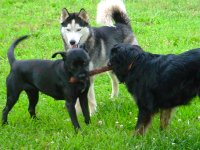 Lexi Shadow Balto.JPG