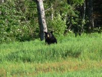 bear.JPG