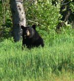 bear2.jpg
