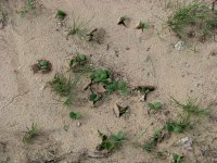 BB-dicots-01.jpg